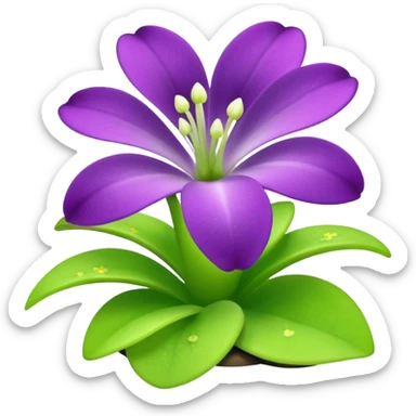 Pinguicula sticker