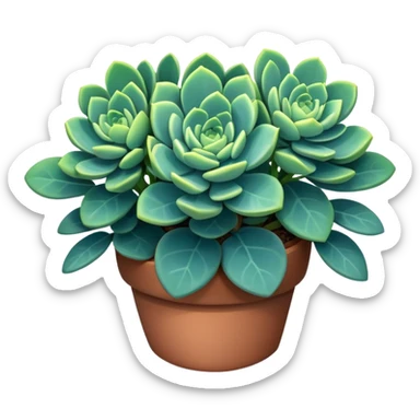 Sedum Pachyphyllum succulent plant with blue-green thick leaves sticker