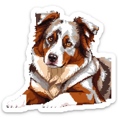 Red merle Australian Shepherd dog laying down, copper and white spotted coat sticker