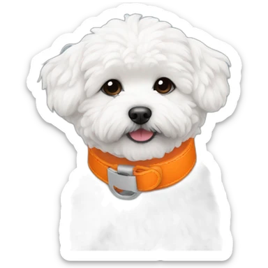white maltipoo enjoying in the snow with orange collar sticker