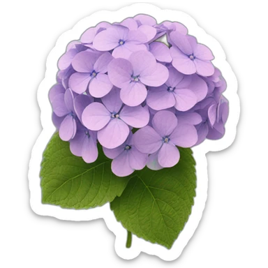 Hydrangea Celeste flower sticker
