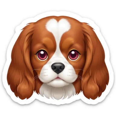 A Ruby cavalier King Charles spaniel with a white line on forehead and nose sticker