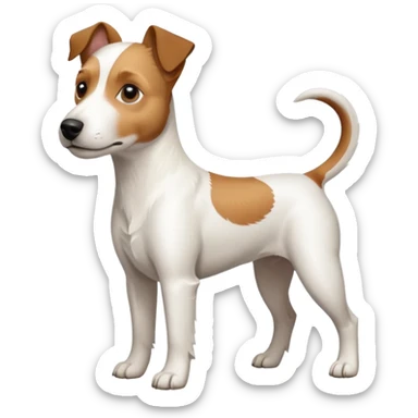 a full body large white parson russell terrier looking dog the size of a kelpie with light brown long ears and a light brown patch on one eye and a large snout sticker