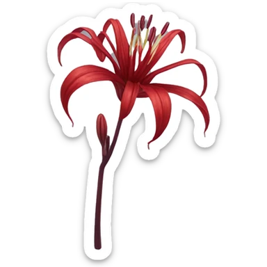 Dark Red Spider Lilly flower  sticker