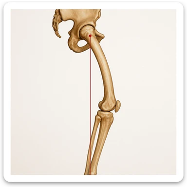 Hyperrealistic anatomical illustration 4K, rear view, 1:1 proportion, normal knee seen from the side, pelvis bones, femur, tibia, and fibula clearly highlighted, red mechanical axis line, realistic details, medical style, neutral background. sticker