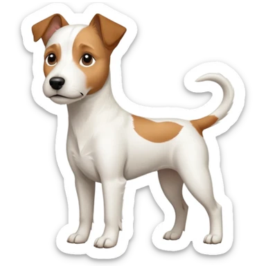 a full body large white parson russell terrier looking dog the size of a kelpie with light brown ears and a light brown patch on one eye and a large snout sticker