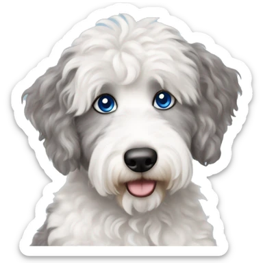 White and gray Aussiedoodle with blue eyes holding coffee sticker