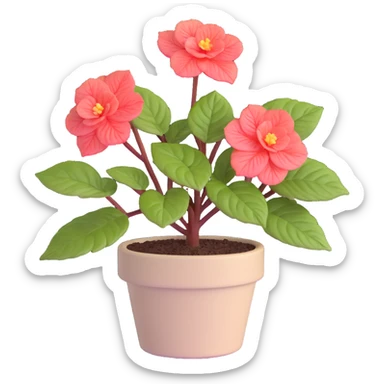 Begonia Rex plant in a beige pot with spiral leaf pattern sticker