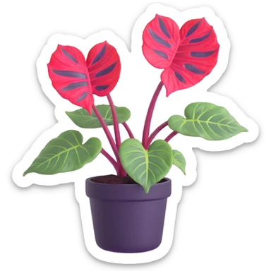 Alocasia azlanii (Red Mambo) plant with heart-shaped leaves in purple and dark green with red veins, in black ceramic pot sticker