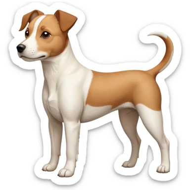a full body facing front on of a buff white beagle cross jack russell terrier looking dog the size of a kelpie with light brown long ears resting on its face and a light brown patch above one eye and a large snout. the rest of the dog is completely white.  sticker