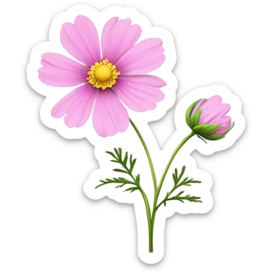 Cosmos flower  sticker