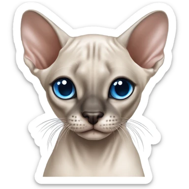 Seal point mink sphynx blue eyes dark nose and tips of ears with no whiskers  sticker