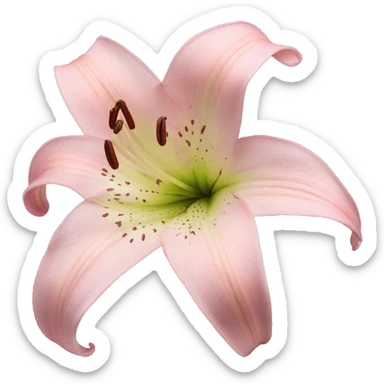 light pink lilium sticker