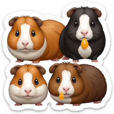 a group of 8 guinea pigs 2  big and creme colour 2 big and black 1 small black white and brown 1 small black and brown 1 small white and 1 small creme  sticker