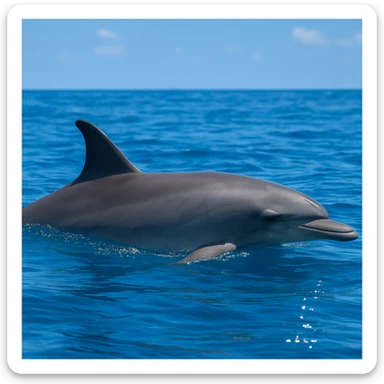 Dolphin sticker