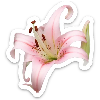 light pink lilium sticker