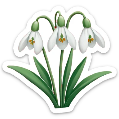 Snowdrops . The background red and white stripes sticker