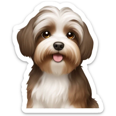 Brown havanese  sticker