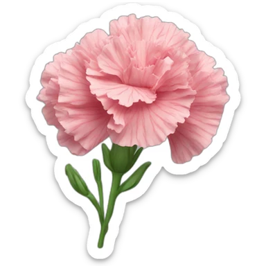 Carnation flowers sticker
