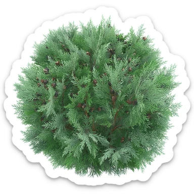 juniperus itoigawa sticker