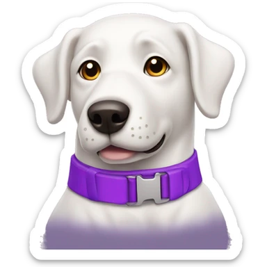 White mutt dog wearing purple collar  sticker