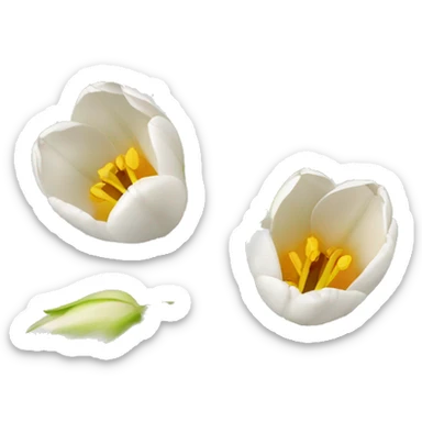 ramo de tulipanes blancos sticker