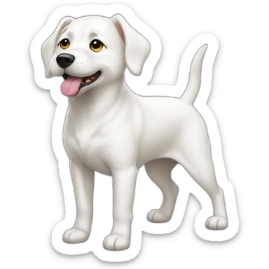 white dog with small ear sticker