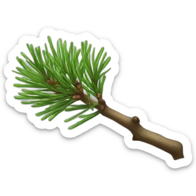 Pinus cembra branch sticker