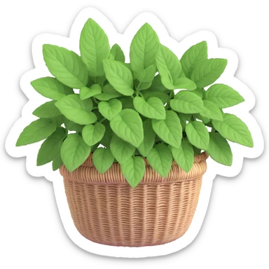 Plectranthus Verticillatus Swedish Ivy with trailing stems and round leaves in a coconut fiber basket sticker