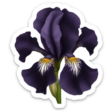 Black Iris flower dark black sticker