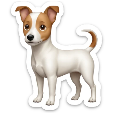 a full body white jack russel looking dog the size of a kelpie with light brown ears and a light brown patch on one eye and a large snout sticker