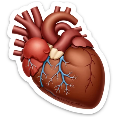 liver organ. anatomically acurate sticker