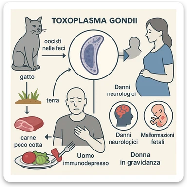 Toxoplasma gondii, infetta uomo immunodepresso e donne incinta. Causando gravi problemi tutto scritto in italiano sticker