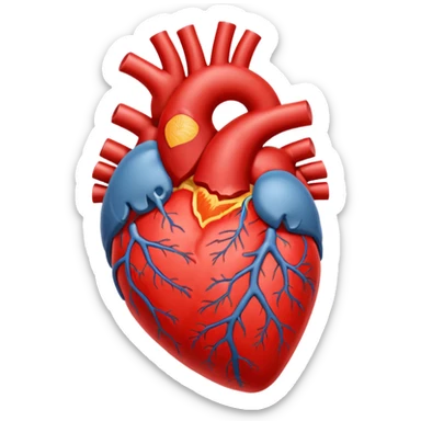 Anatomy heart on bright light  sticker