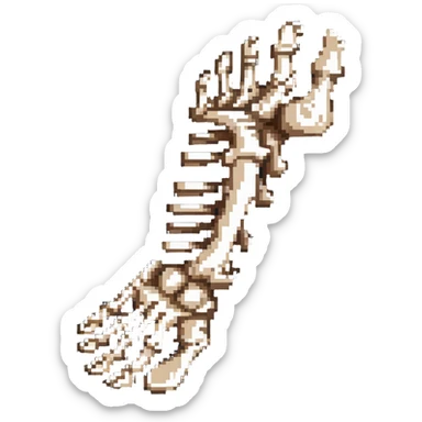 skeleton foot, bones of human foot, anatomical foot bones sticker