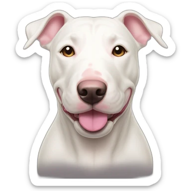 White bull terrier cross with light tan patch and pink nose sticker