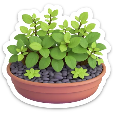 Miniature dish garden with young Plectranthus Verticillatus plants with perfectly round leaves arranged with small pebbles and moss sticker