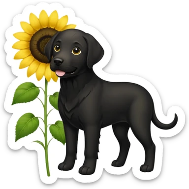  Labrador retriever black and sunflower  sticker