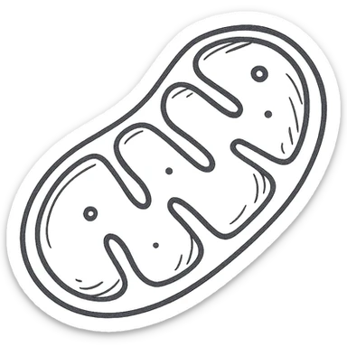 mitochondrion, mitochondrial biogenesis, step 4, pen drawing schematic style on white paper, isolated on white background sticker