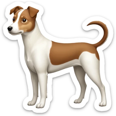 a full body large white parson russell looking dog the size of a kelpie with light brown ears and a light brown patch on one eye and a large snout sticker