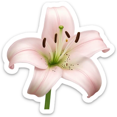 light pink lilium sticker