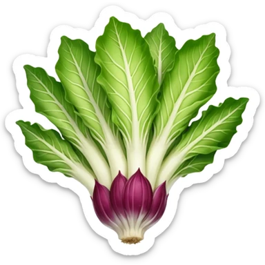 green blegian endive radicchio slim single head  sticker