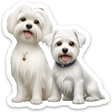  white maltese dog and biver York terrier   sticker