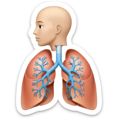 A 3D cartoon medical diagram showing lungs and airways inside a human silhouette, realistic Memoji-style. sticker