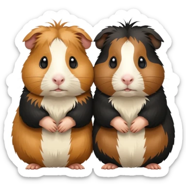 Two guinea pigs, black and tan sticker
