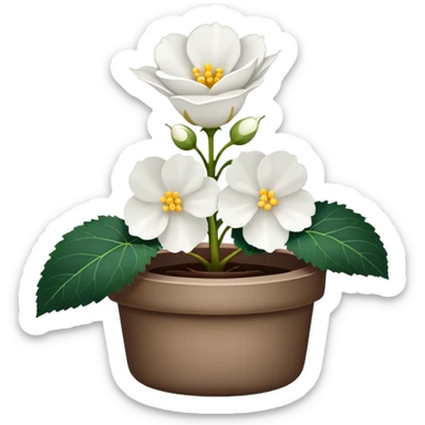 super realistic white begonia, singular, no leaf sticker