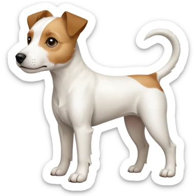 a full body white parson russell looking dog the size of a kelpie with light brown ears and a light brown patch on one eye and a large snout sticker