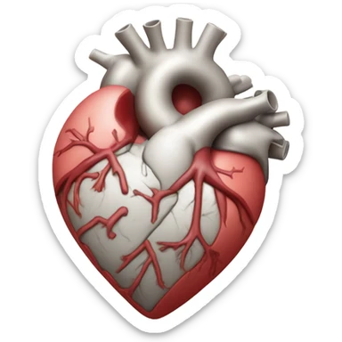 accurate anatomical Heart sticker