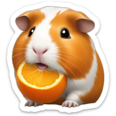 Guinea pig eating oranges sticker