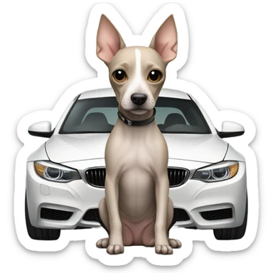 American Hairless Terrier with bmw sticker